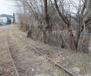 Udrażniają bocznicę kolejową prowadzącą do szpitala przy Szaserów