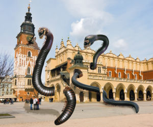 Stonogi atakują Kraków