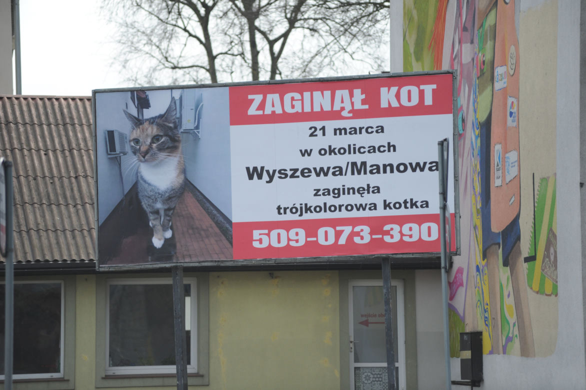Koszalin: Poszukiwania kota