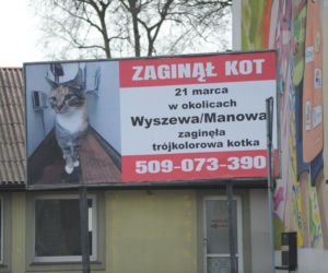 Koszalin: Poszukiwania kota
