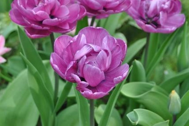 Galeria: Tulipan 'Blue Diamond'
