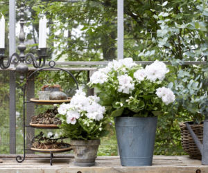 Białe pelargonie