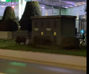 Robot humanoidalny Edward Warchocki przegania dziki w stolicy. Nagranie stało się hitem sieci