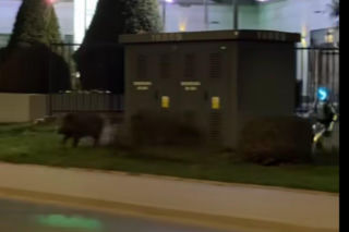 Robot humanoidalny Edward Warchocki przegania dziki w stolicy. Nagranie stało się hitem sieci