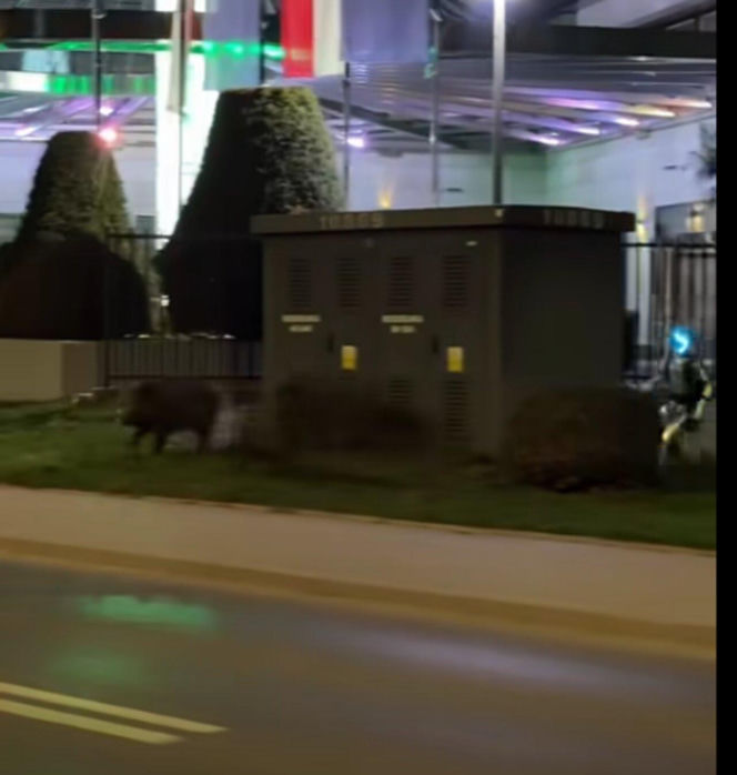 Robot humanoidalny Edward Warchocki przegania dziki w stolicy. Nagranie stało się hitem sieci