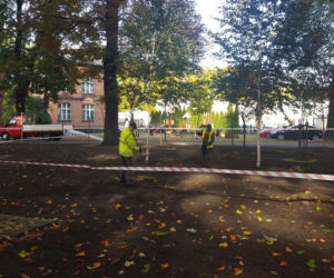 W Parku Kościuszki w Lesznie kwitnąć będą krokusy