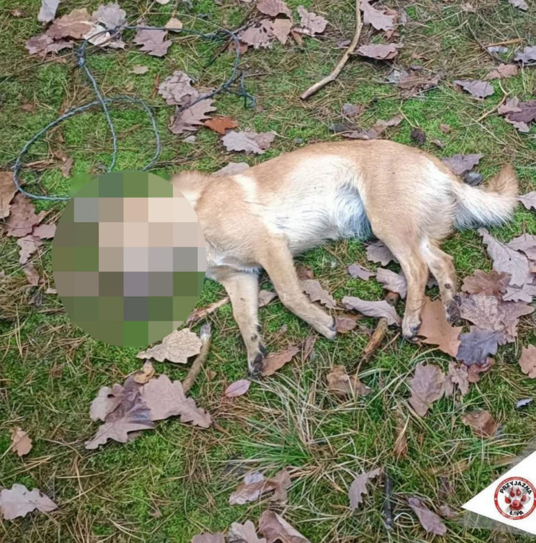 "Płakał nad tym psem". Damian zastawiał pułapki na leśną zwierzynę. Kundelek umierał w męczarniach