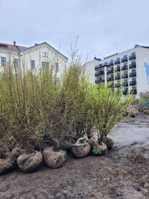 Kraków. Park im. Wisławy Szymborskiej przy ul. Karmelickiej nabiera kształtów