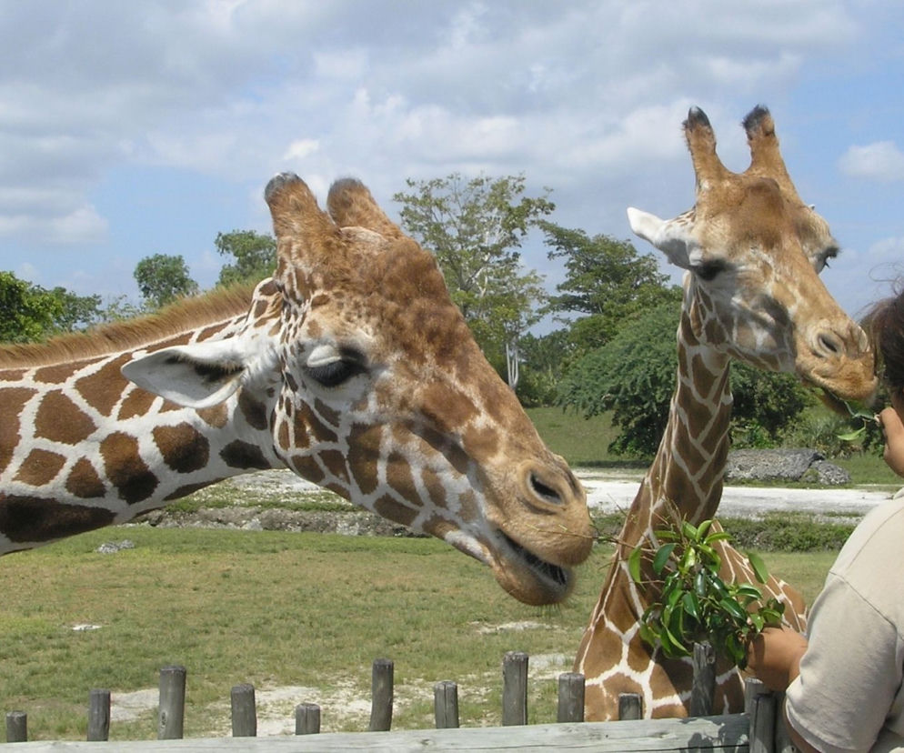 Warszawskie zoo szuka wolontariuszy do Edukacyjnego Patrolu! Jak się zgłosić? 