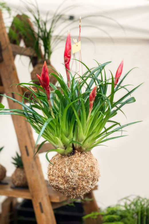 Kokedama