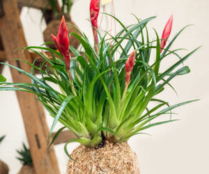 Kokedama