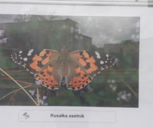 Wystawa zdjęć motyli i ciem w iławskiej Galerii Jazzowej