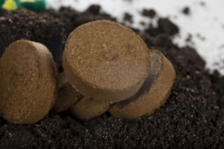Jak wysiewać nasiona w torfowych doniczkach pęczniejących? Odpowiada ekspert