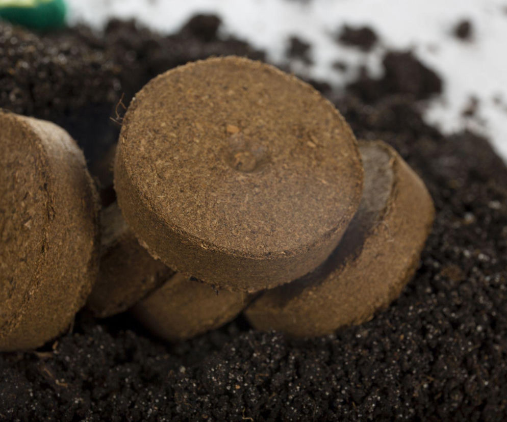 Jak wysiewać nasiona w torfowych doniczkach pęczniejących?