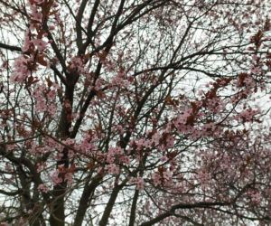 Śliwa wiśniowa 'Pissardii'