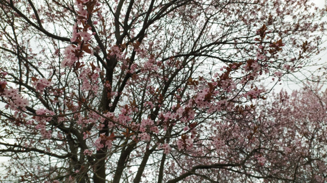 Śliwa wiśniowa 'Pissardii'