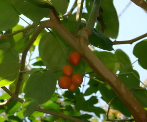 Ten egzotyczny owoc przywędrował z Ameryki Południowej. Wspiera odporność, a do tego ma niski indeks glikemiczny