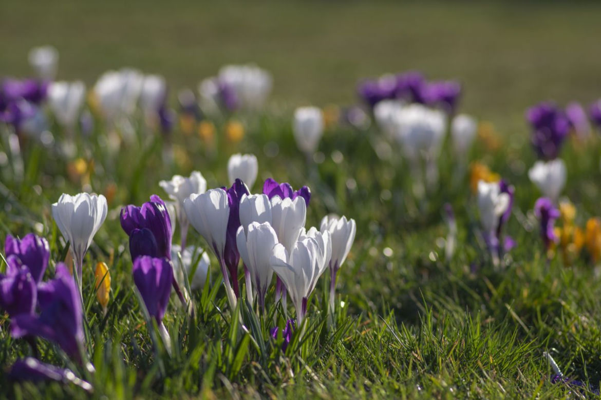 Krokus