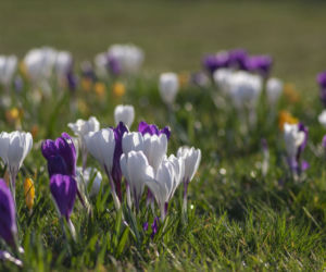 Krokus
