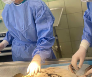 Biopsja koguta Zdzicha