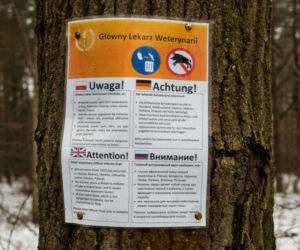 Sabotaż pod Piotrkowem? Ktoś miał podrzucić szczątki dzika z ASF. Minister: Zleciłem służbom podjęcie działań