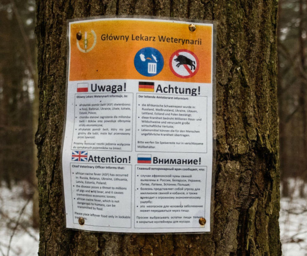 Sabotaż pod Piotrkowem? Ktoś miał podrzucić szczątki dzika z ASF. Minister: Zleciłem służbom podjęcie działań