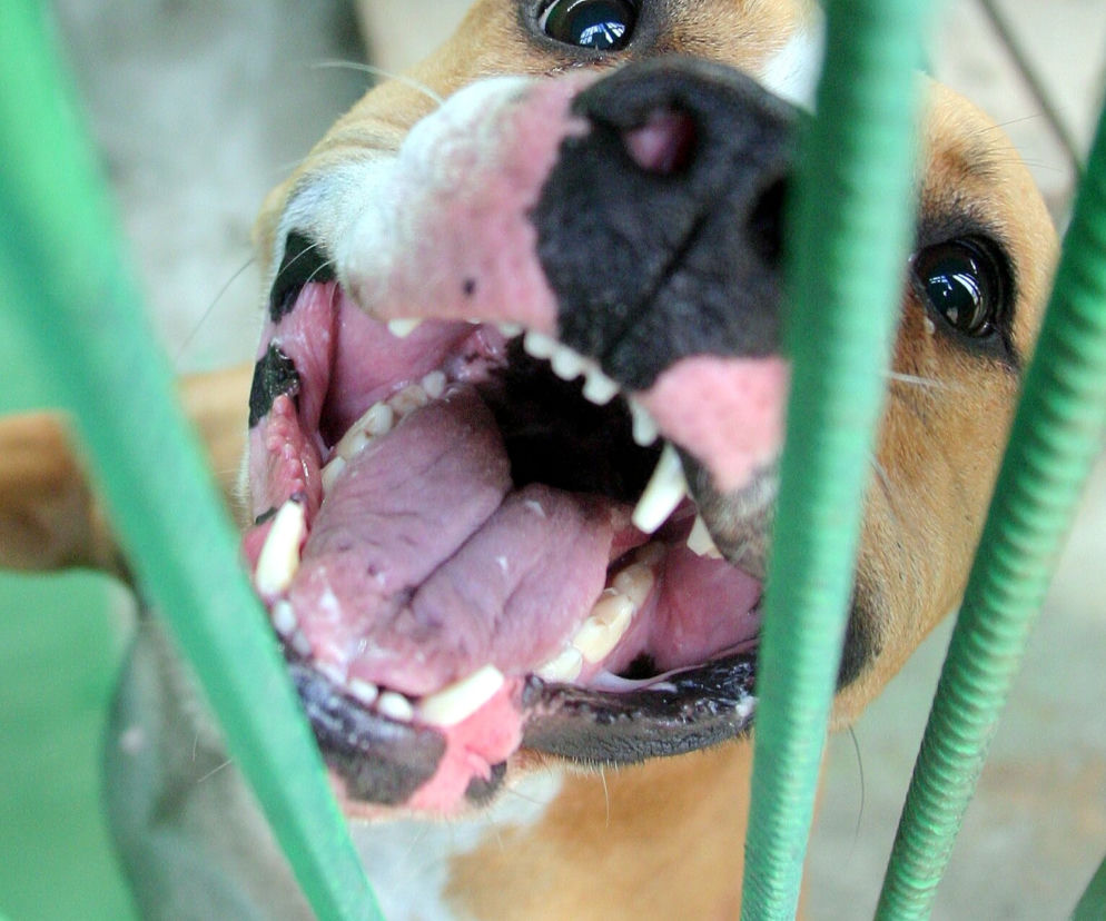 Amstaff
