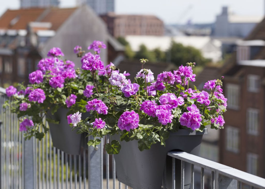 Pelargonie na balkonie
