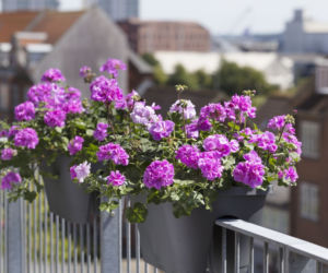 Pelargonie na balkonie