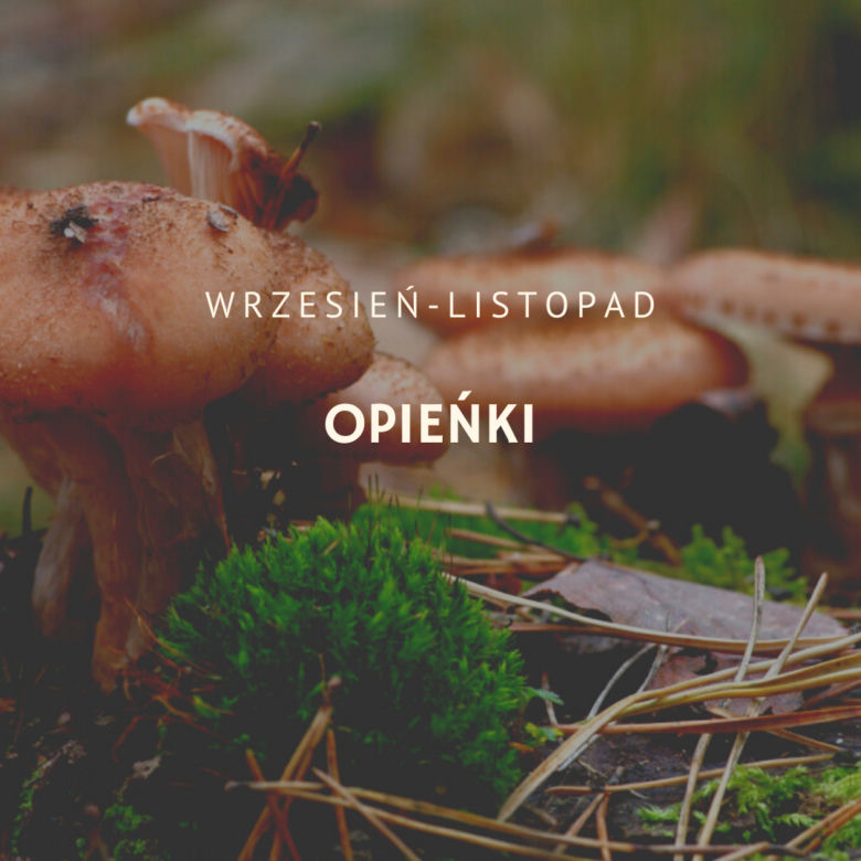 Opieńki