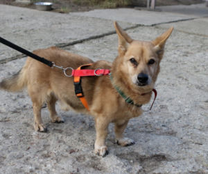 Pies do adopcji - Tabasco