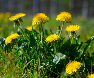 Wielu uznaje go za chwast. To skarbnica witamin i minerałów