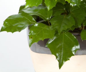 Cissus rombolistny