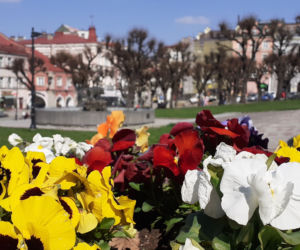 Przemyski Rynek ukwiecony na wiosnę