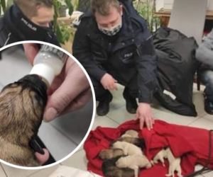 Ktoś WYRZUCIŁ NA MRÓZ 10 szczeniaków! Maleństwa CUDEM OCALAŁY! Policja szuka właściciela! 