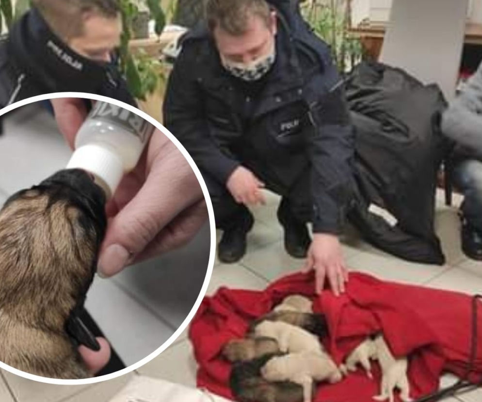 Ktoś WYRZUCIŁ NA MRÓZ 10 szczeniaków! Maleństwa CUDEM OCALAŁY! Policja szuka właściciela! 