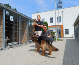 Adopcja psa krok po kroku. Co trzeba zrobić, by zabrać zwierzaka ze schroniska do domu? [POSŁUCHAJ]
