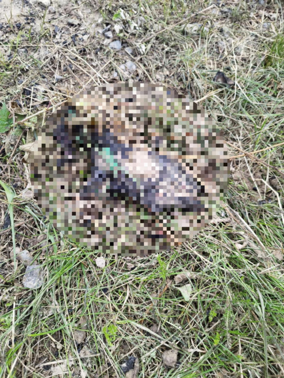 Ślady zbrodni na drodze, spalone ubrania ofiary spod Grójca. Sąsiedzi: "Myśleliśmy, że to mafijne porachunki"