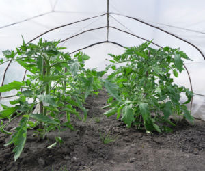 Uprawa warzyw w tunelu foliowym