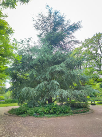 Cedrus deodara