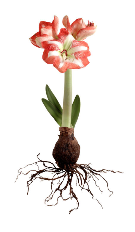 Hippeastrum