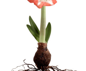 Hippeastrum