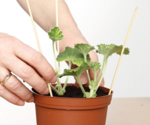 Sadzonki pelargonii