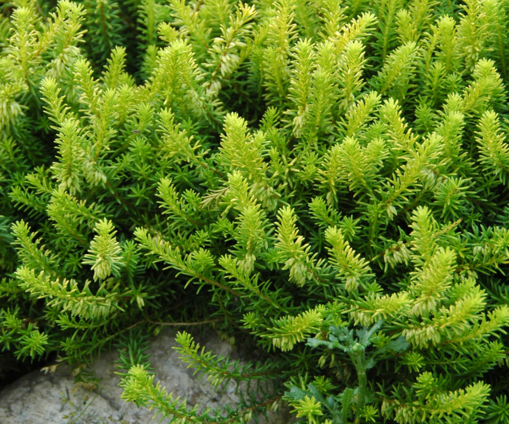Wrzosiec krwisty 'Golden Starlet' 
