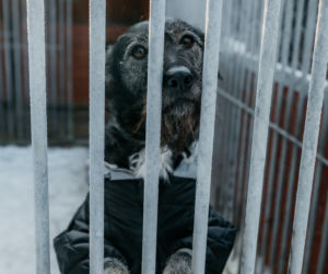 Radio ESKA z pomocą dla zwierząt! Nasza ekipa wsparła schronisko Celestyniaki