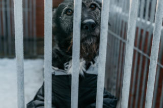 Radio ESKA z pomocą dla zwierząt! Nasza ekipa wsparła schronisko Celestyniaki