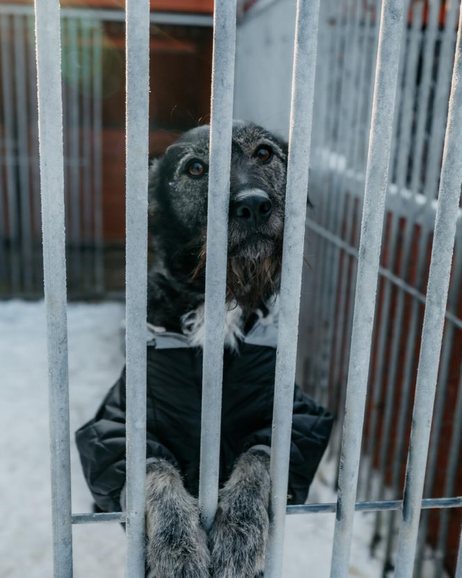 Radio ESKA z pomocą dla zwierząt! Nasza ekipa wsparła schronisko Celestyniaki