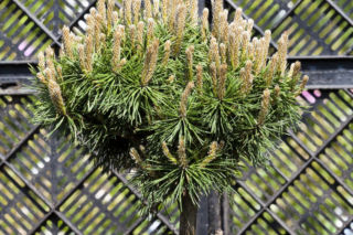 Sosna górska (kosodrzewina) ‘Benjamin’  - Pinus mugo ‘Benjamin’