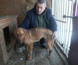 Akcja ratunkowa w likwidowanym schronisku Kocham Psisko w Mąkosach Nowych