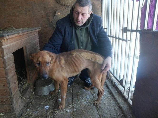Akcja ratunkowa w likwidowanym schronisku Kocham Psisko w Mąkosach Nowych